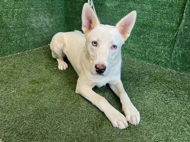 A young medium-sized male Husky dog named Snow for adoption in Lancaster, CA