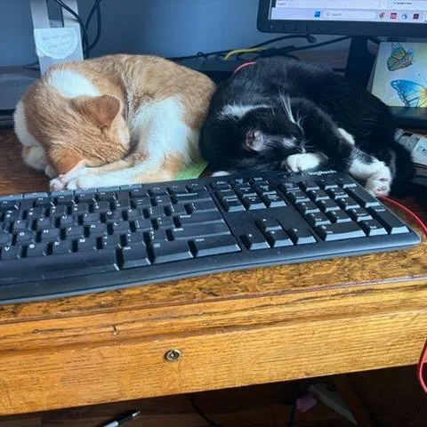 A baby small-sized male Orange / Red Domestic Short Hair cat named Swings for adoption in Chaska, MN