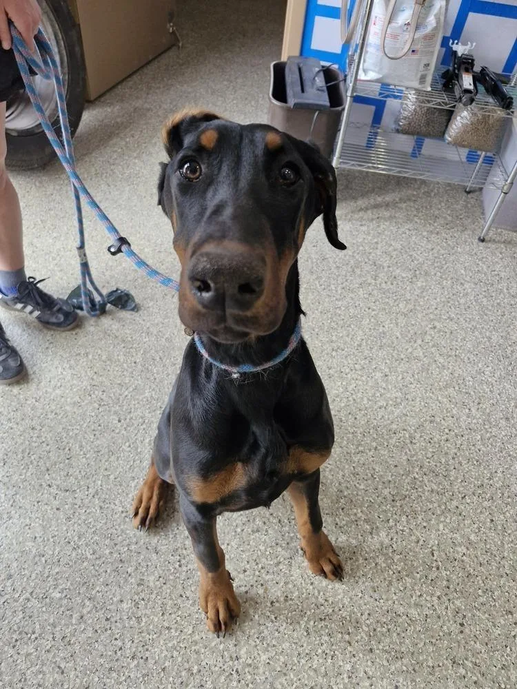 An adult large-sized male Doberman Pinscher dog named Chop for adoption in Leadville, CO