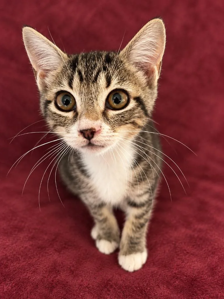 A baby small-sized male Domestic Short Hair cat named Rukus for adoption in Hardeeville, SC