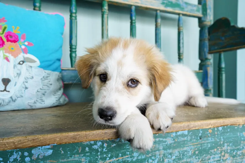 A baby small-sized female Anatolian Shepherd dog named Dot for adoption in San Antonio, TX