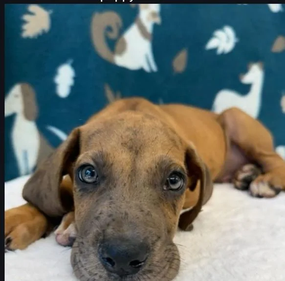 A baby medium-sized male Boxer dog named Kenny for adoption in Aurora, CO