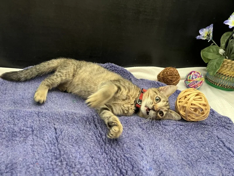 A baby small-sized female Tabby cat named Sweet Pea for adoption in Fayetteville, GA