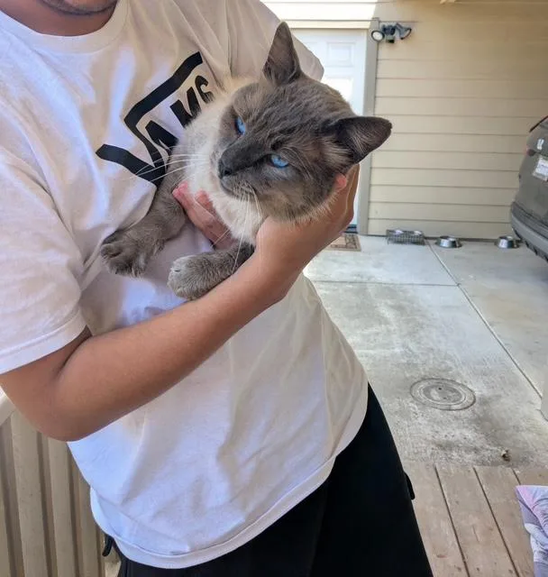 An adult large-sized male Blue Point Siamese cat named Paul Newman for adoption in Santa Cruz, CA