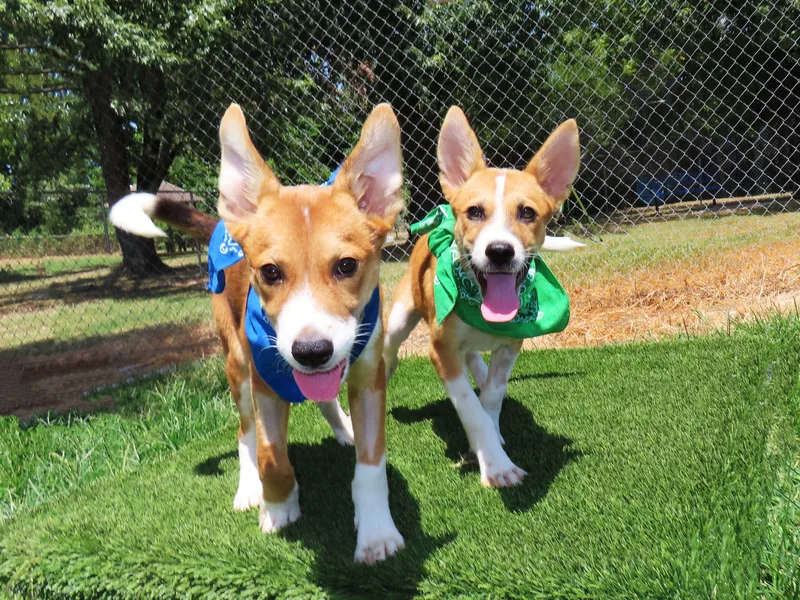 A baby small-sized male Basenji dog named Ernie CA for adoption in Rogers, AR