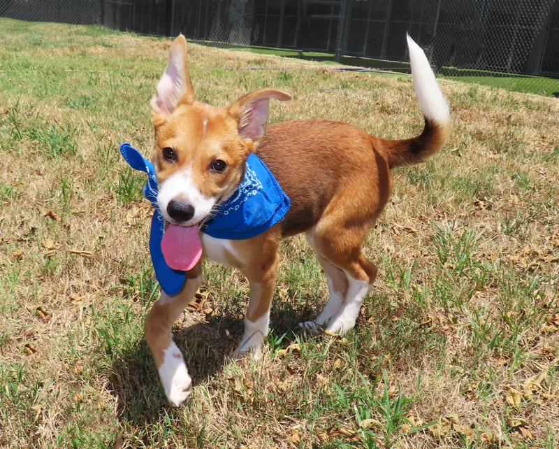 Ernie CA thumbnail 2