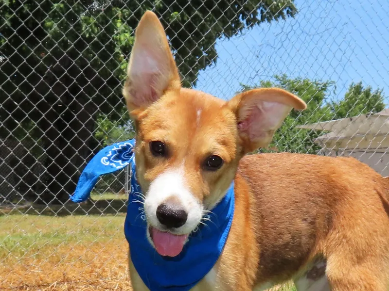 Ernie CA thumbnail 4