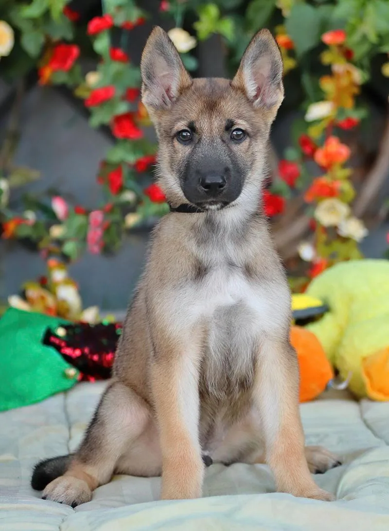 A baby large-sized male Sable German Shepherd Dog dog named Amigo von Jasmine for adoption in Los Angeles, CA