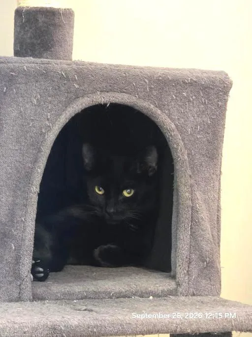 A young medium-sized female Black Domestic Short Hair cat named Princess for adoption in Schaumburg, IL