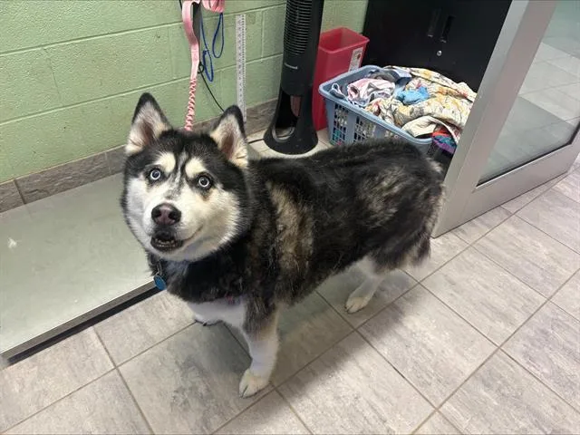 An adult large-sized female Siberian Husky dog named Kiera for adoption in Grand Prairie, TX