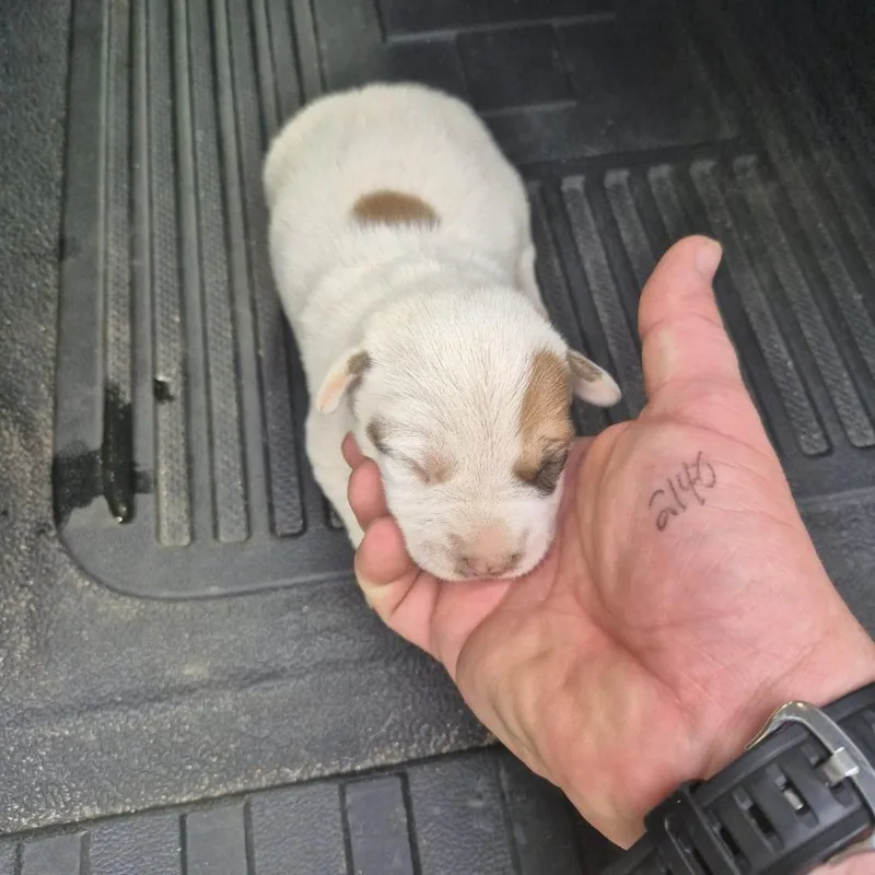 A young medium-sized male White / Cream Mixed Breed dog named Wishbone for adoption in Columbus, GA