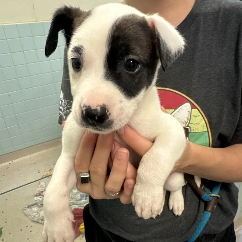 Wishbone thumbnail 2