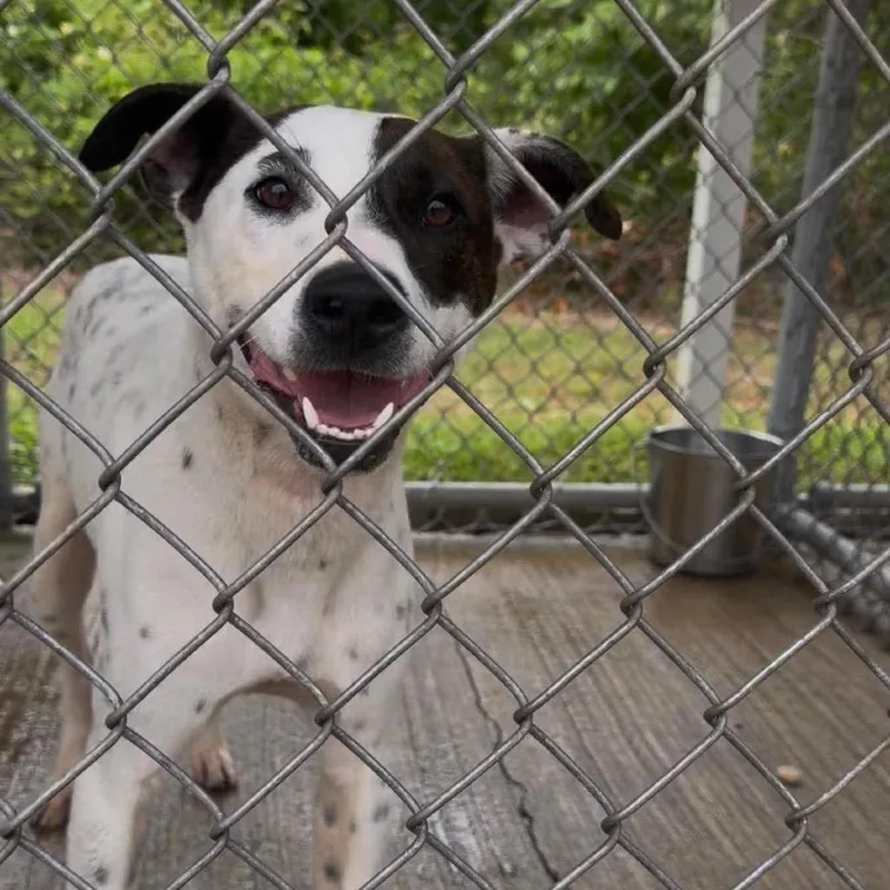Wishbone thumbnail 6
