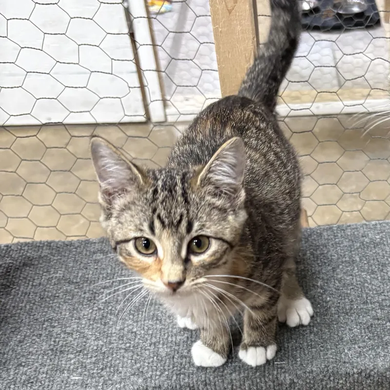 A baby small-sized female Tabby (Buff / Tan / Fawn) Domestic Short Hair cat named Apricot for adoption in Faribault, MN
