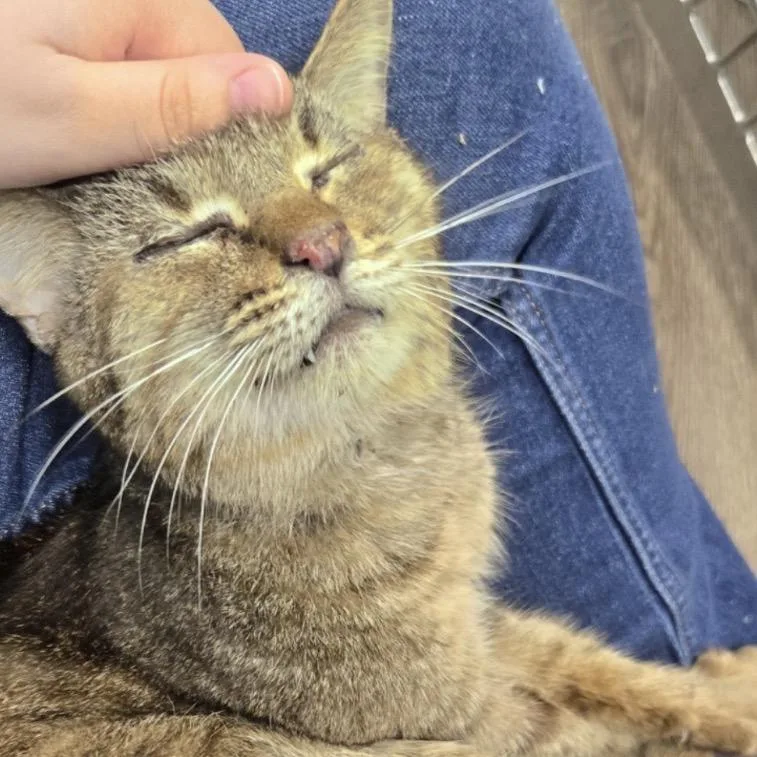 An adult medium-sized male Domestic Short Hair cat named Jefferson for adoption in Lauderhill, FL