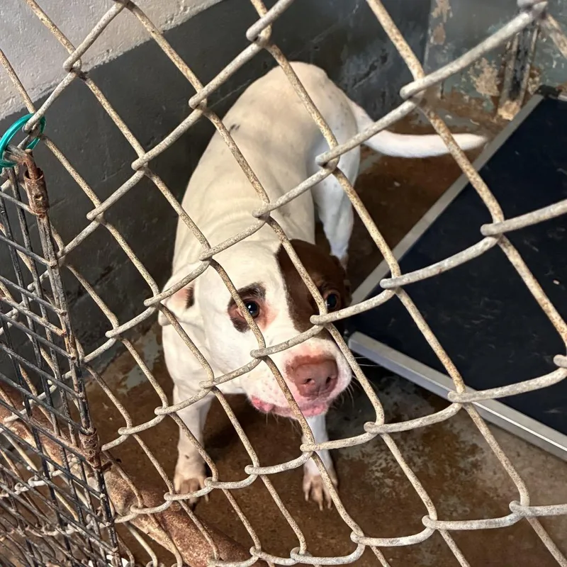 An adult large-sized male White / Cream Pit Bull Terrier dog named Alvarez for adoption in Edinburg, TX