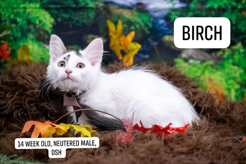 Birch thumbnail 4