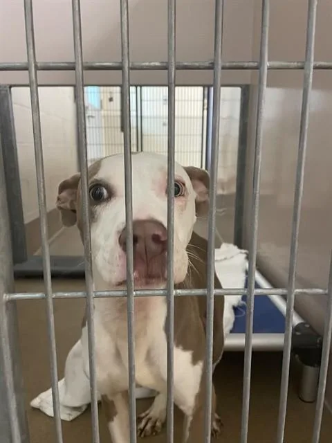 A young small-sized male Pit Bull Terrier dog named Sand for adoption in San Jose, CA