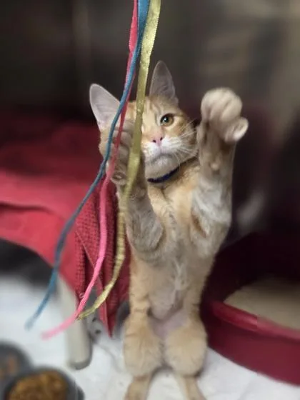 A young medium-sized male Domestic Short Hair cat named Kirby for adoption in Westland, MI