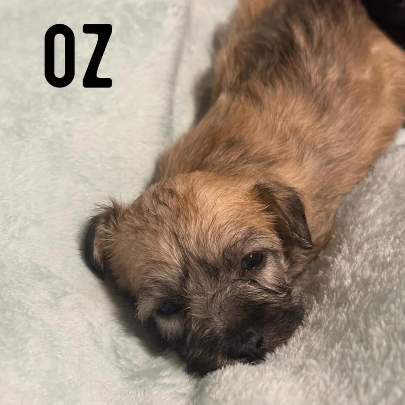 A baby small-sized male Shih Tzu dog named Oz for adoption in Berlin, NJ