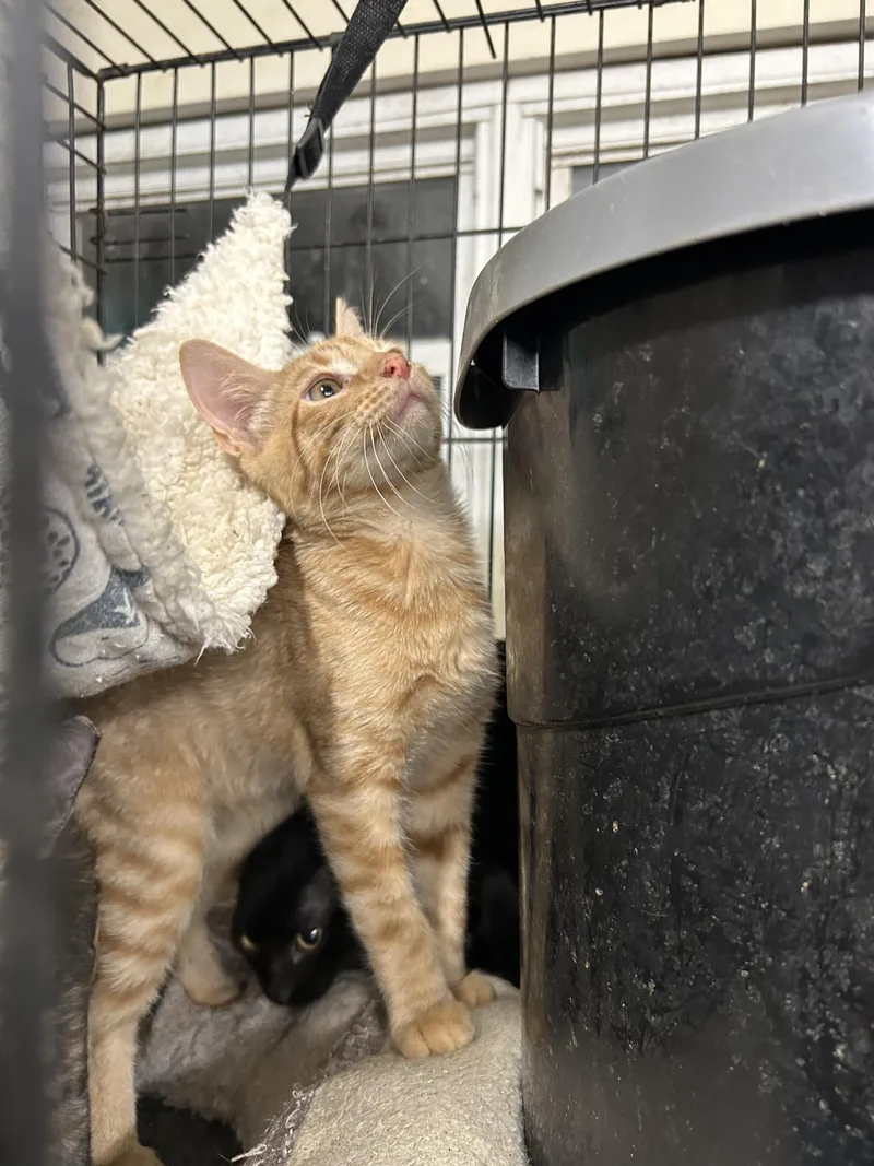 A young medium-sized male Tabby cat named Taki for adoption in New Orleans, LA