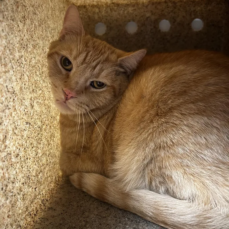 Mercury