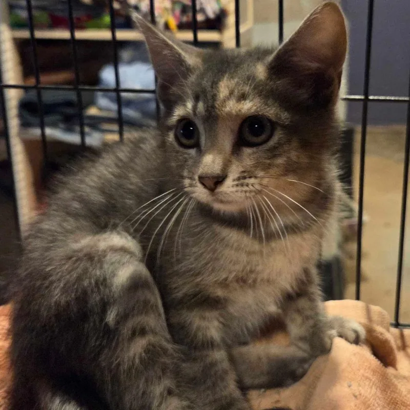 A baby small-sized female Gray / Blue / Silver Domestic Short Hair cat named Aqua for adoption in Hanna City, IL