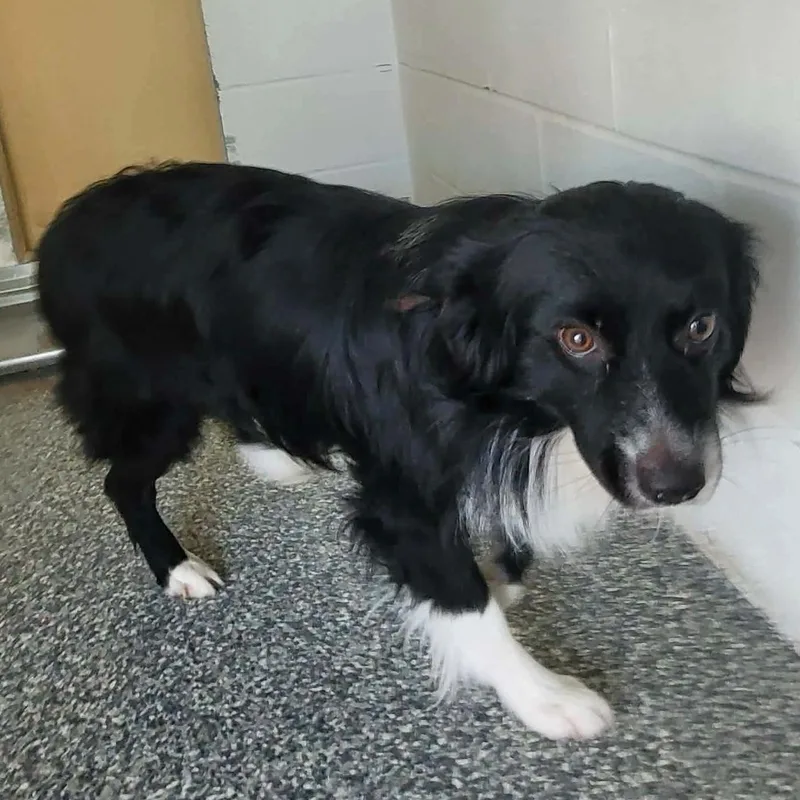An adult medium-sized male Black Border Collie dog named Wilbur for adoption in Traverse City, MI