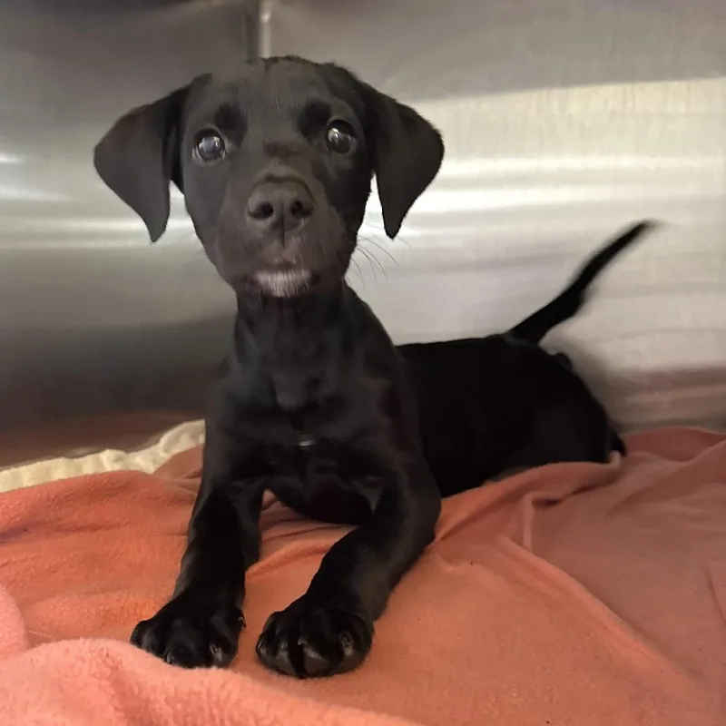 A baby small-sized female Black Labrador Retriever dog named Water Slide for adoption in Beaumont, TX
