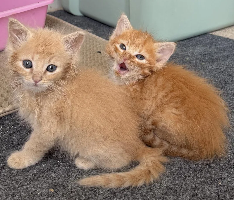 A baby small-sized male Domestic Medium Hair cat named Muta for adoption in Davis, CA
