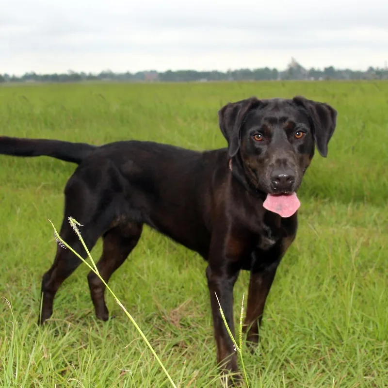 An adult medium-sized female Black Labrador Retriever dog named Melly for adoption in Natchitoches, LA