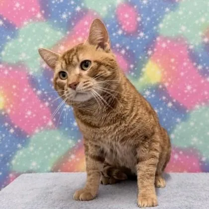 Jelly Belly thumbnail 2