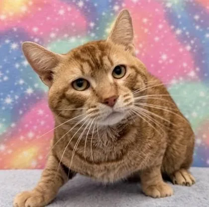 Jelly Belly thumbnail 3