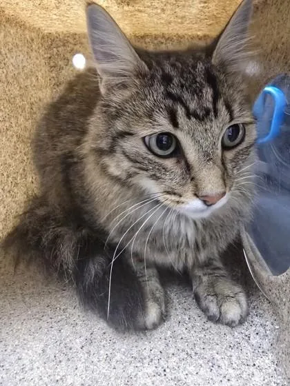 An adult small-sized male Domestic Long Hair cat named Ozzie for adoption in Missoula, MT