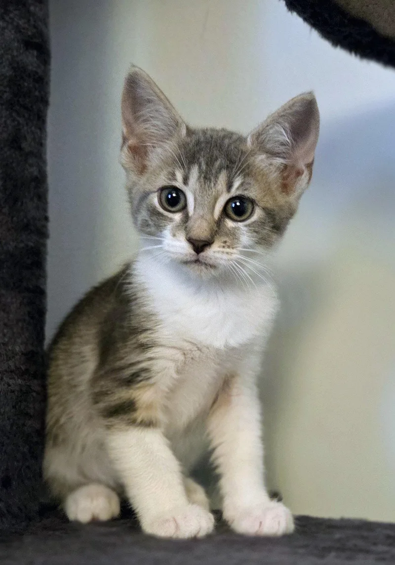 A baby medium-sized female Gray & White Domestic Short Hair cat named Blank Street .. for adoption in Apopka, FL