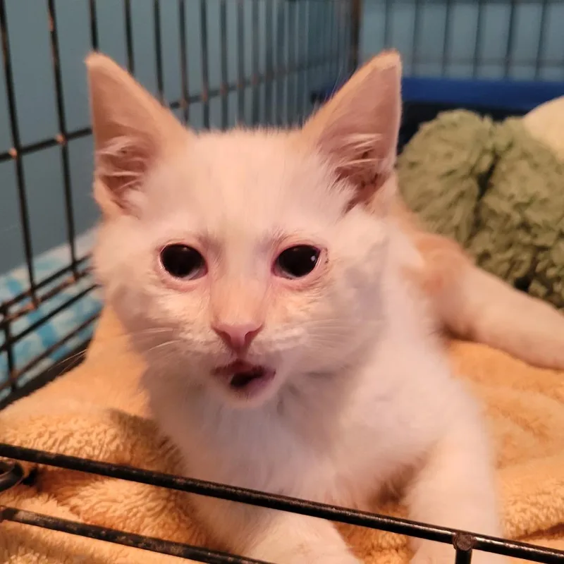 A baby small-sized male Flame Point Domestic Short Hair cat named Little Timmy for adoption in Tacoma, WA