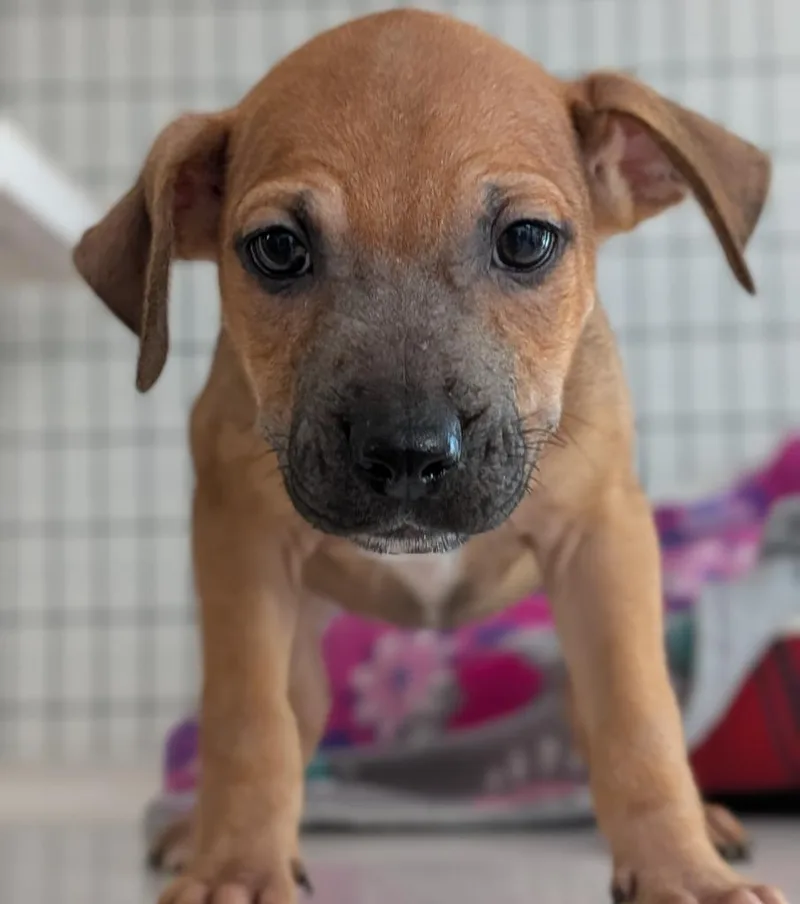 A baby small-sized female Mixed Breed dog named Ciara for adoption in St. Augustine, FL