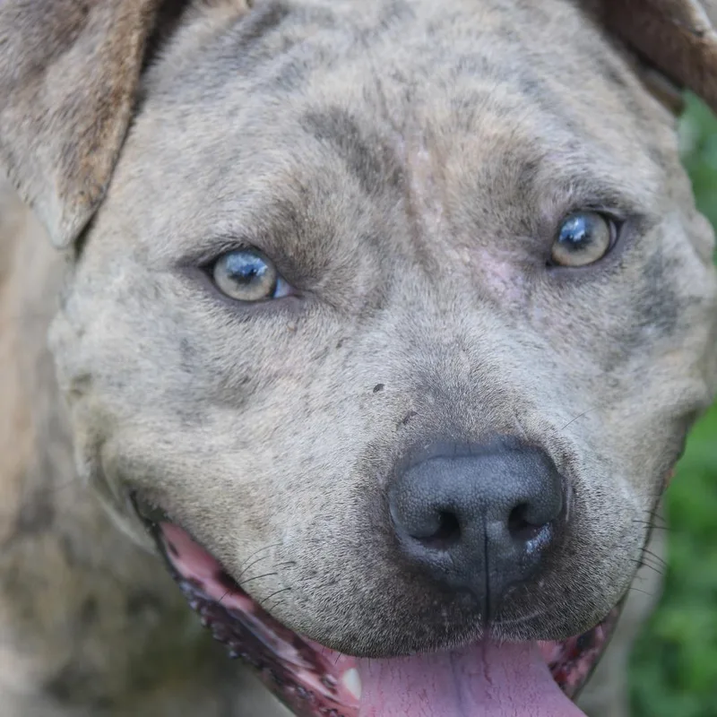 An adult medium-sized female Gray / Blue / Silver Catahoula Leopard Dog dog named Jolee for adoption in Columbus, NC