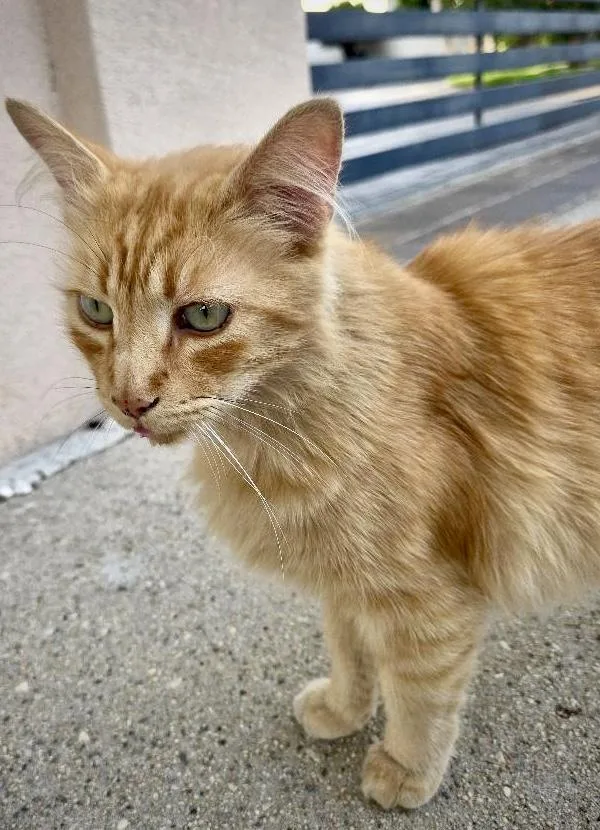 An adult medium-sized male Tabby cat named Puffy for adoption in Agoura Hills, CA