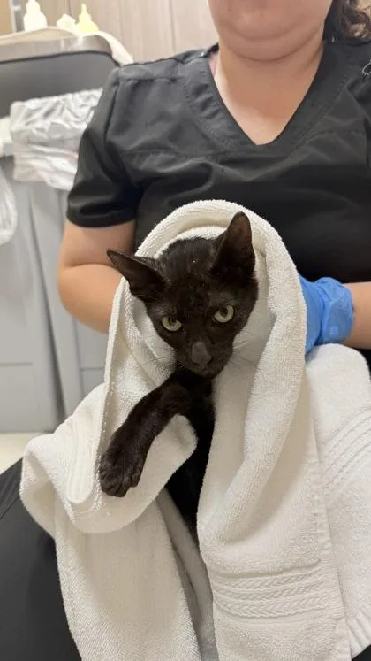A baby small-sized male Domestic Short Hair cat named Chancellor for adoption in Honolulu, HI