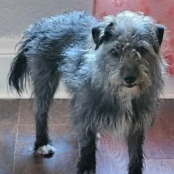 An adult small-sized female Black Miniature Schnauzer dog named Kira for adoption in Overland Park, KS