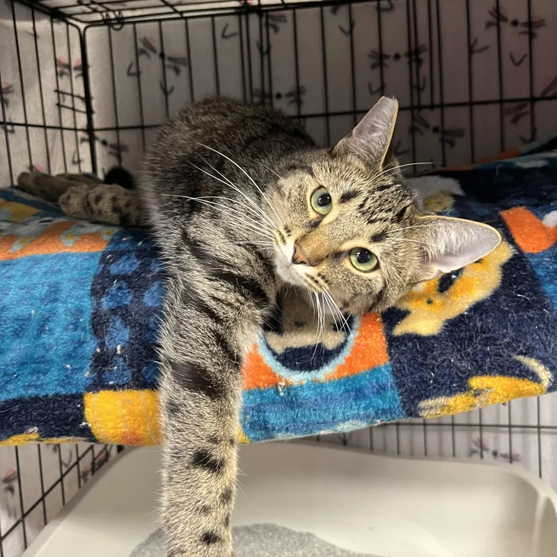 A young medium-sized male Tabby cat named Binx for adoption in Altoona, PA