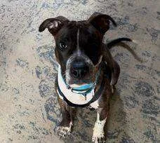 An adult medium-sized male Pit Bull Terrier dog named Taz for adoption in New York, NY