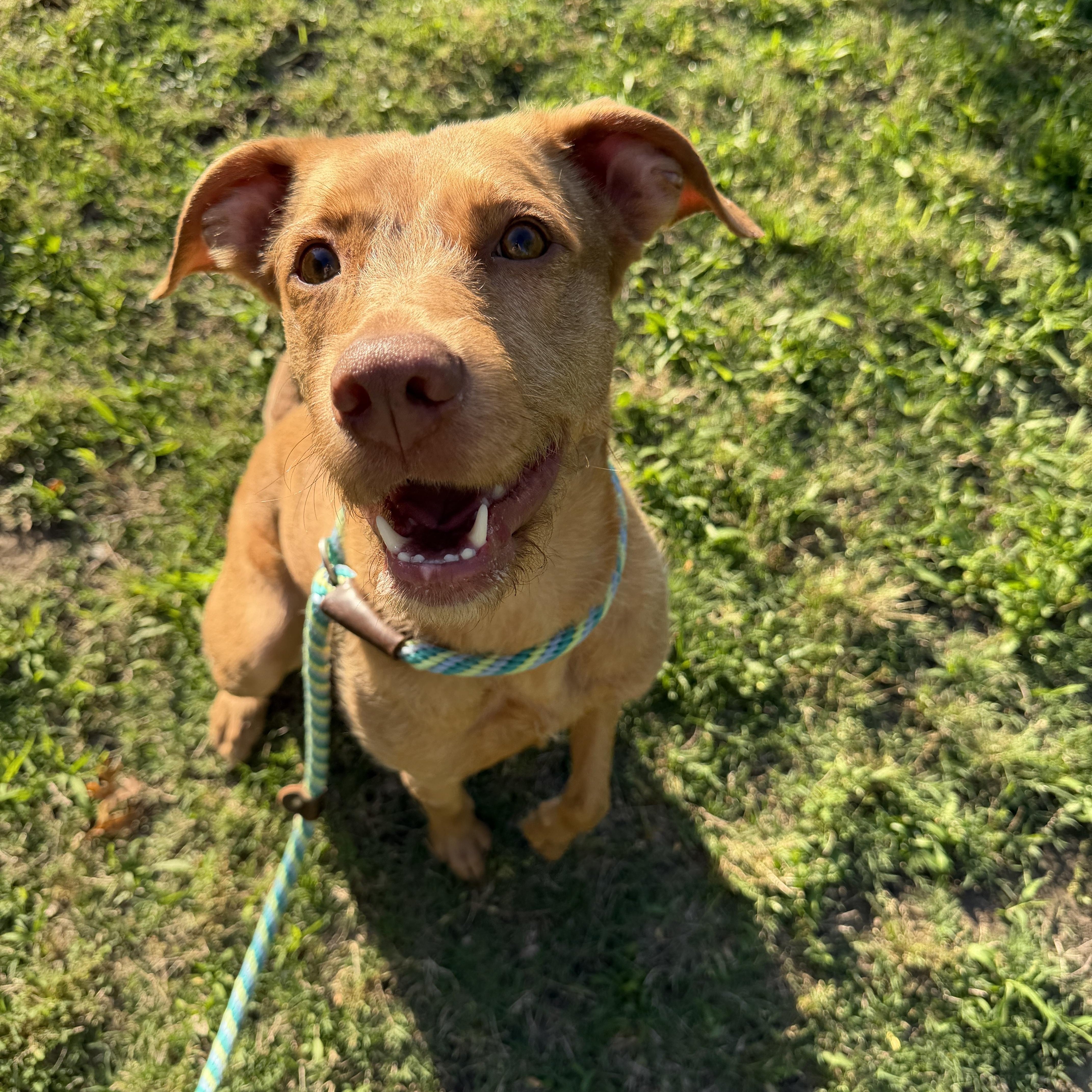An adult medium-sized female Golden Vizsla dog named Sweetie for adoption in Mesquite, TX
