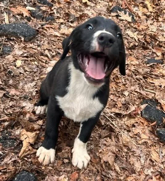 A baby large-sized female Tricolor (Brown, Black, & White) Mixed Breed dog named Dottie for adoption in Acworth, GA