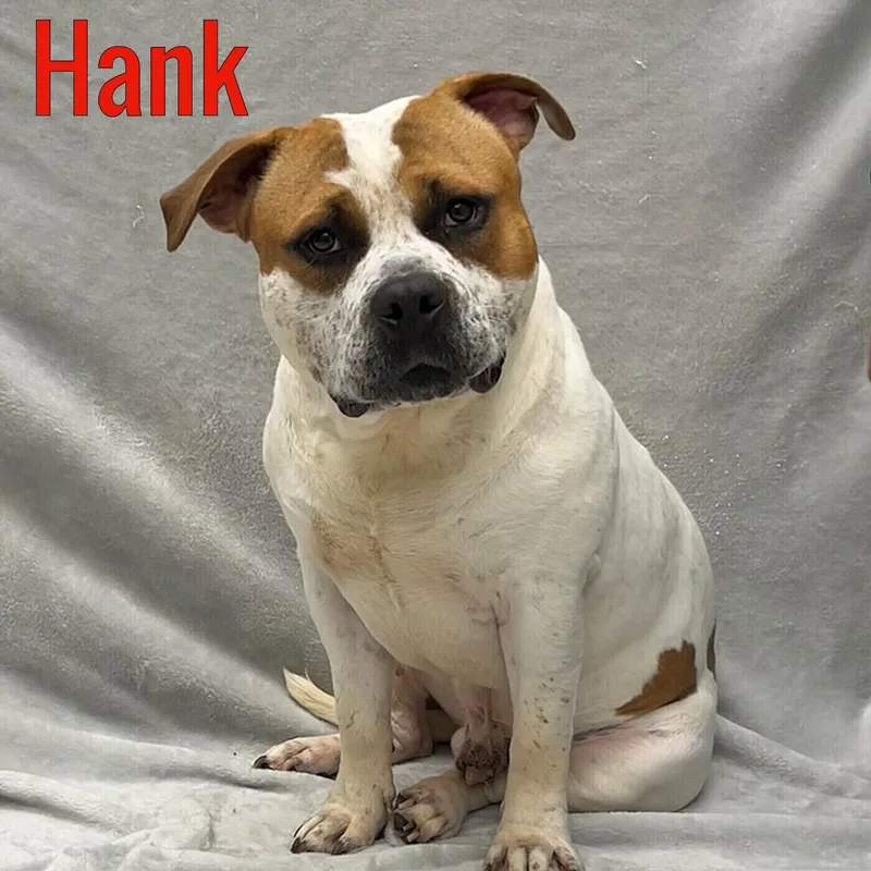 An adult medium-sized male White / Cream American Bully dog named Hank for adoption in Pleasantville, NJ
