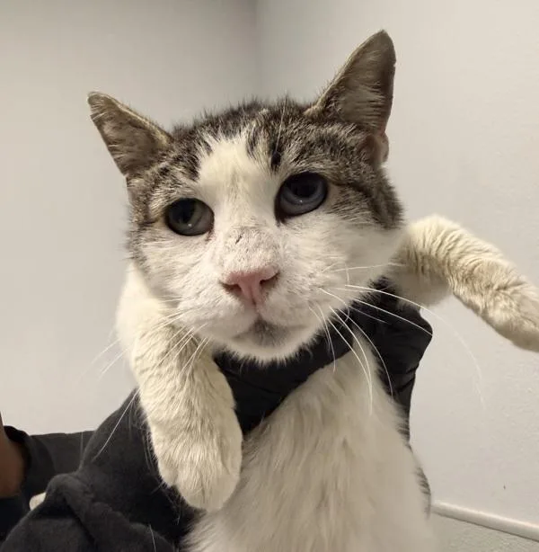 A senior medium-sized female Domestic Short Hair cat named Dewey for adoption in San Diego, CA