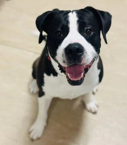 An adult large-sized male Mixed Breed dog named Bruno for adoption in West Chester, PA