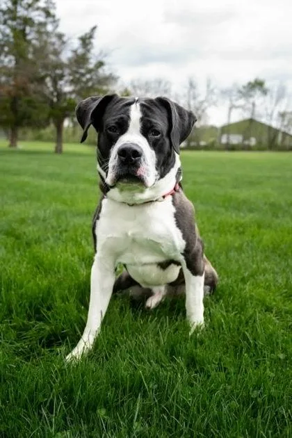 Bruno thumbnail 2