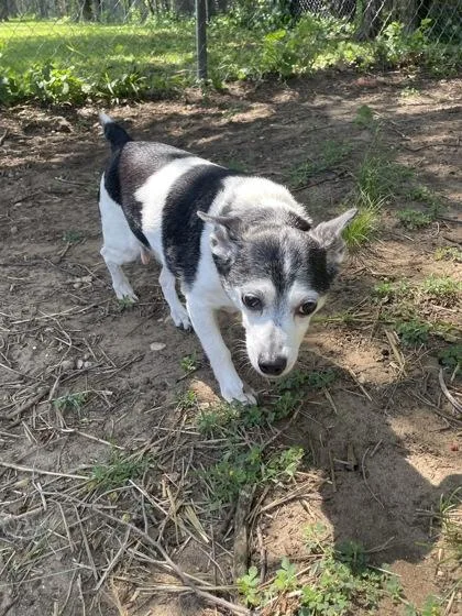 A senior small-sized male Black Mixed Breed dog named Penguin for adoption in Mishawaka, IN